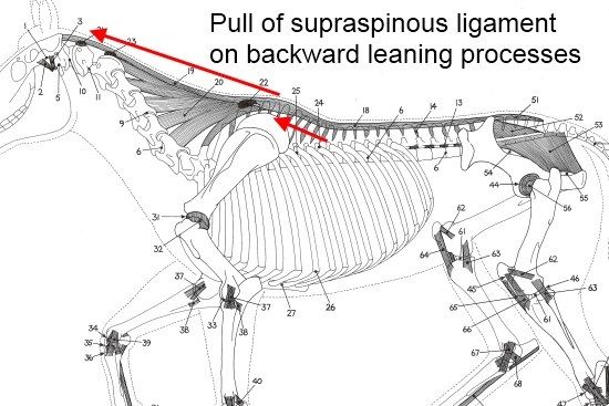 beweging thoracale wervelkolom paard_ligamentum supraspinale met trek op processi
