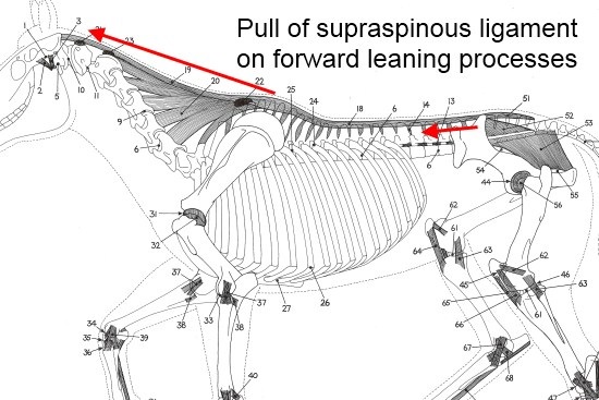 beweging thoracale wervelkolom paard_ligamentum supraspinale en trek op processi