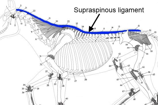 beweging thoracale wervelkolom paard_ligamentum supraspinale