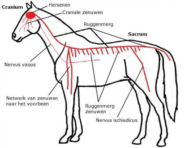 Cranio sacraal therapie voor paarden_Masja Fick