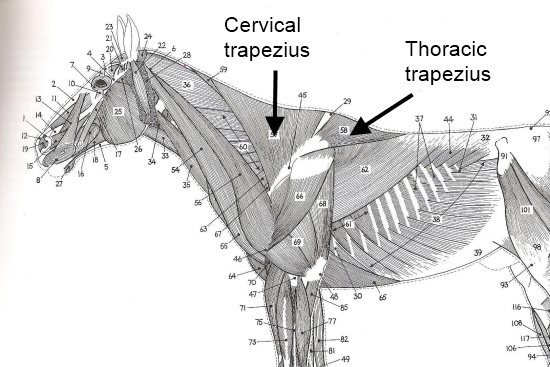 Trapezius spier paard_cervicaal deel