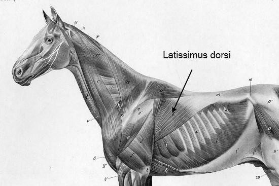 Musculus latissimus dorsi paard