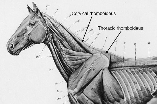 Musculus Rhomboideus paard