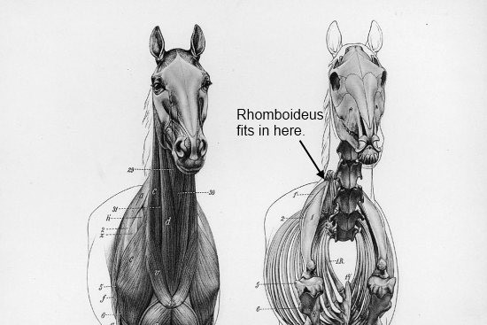Musculus Rhomboideus paard_binnenkant schouderblad