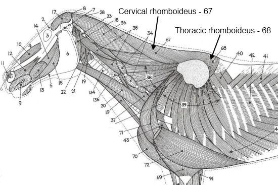 Musculus Rhomboideus paard_cervicaal en thoracaal