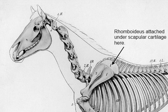 Musculus Rhomboideus paard_insertie