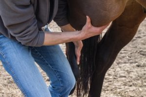Osteopathie voor paarden_Masja Fick