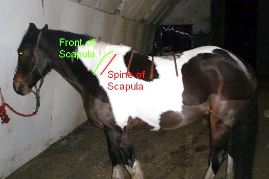Voorbeen paard_spina scapula op paard