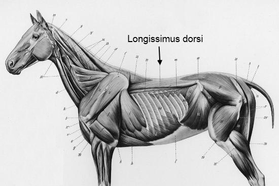Longissimus Dorsi paard_ligging