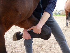 Behandeling paard_Masja Fick_Therapeut voor paarden