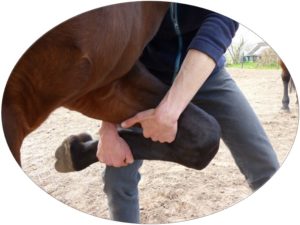 Osteopathie_behandeling paard