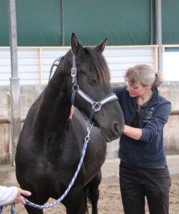 Masja Fick_Osteopaat behandeling paard
