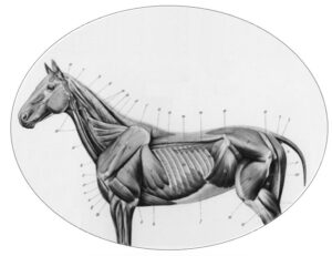 Anatomie_Biomechanica_paard